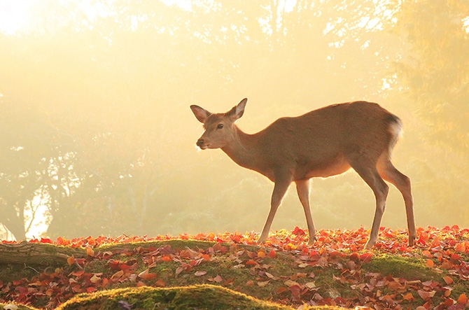 奈良の鹿イメージ